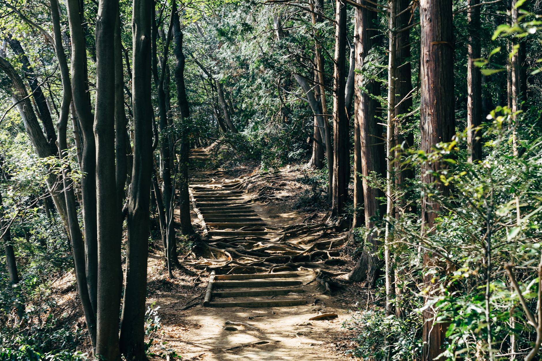 高尾山はどんな山？登山前に知っておきたい基本情報