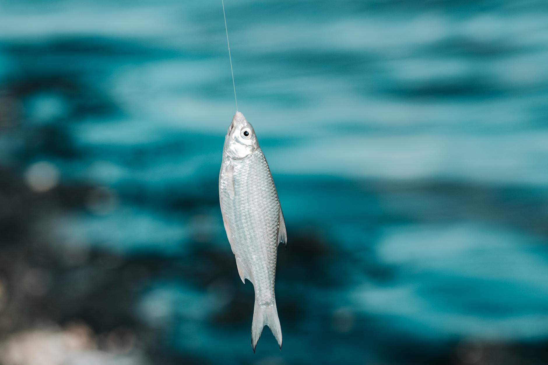 キス（シロギス）釣りとは？一年中釣れる初心者にも人気の魚