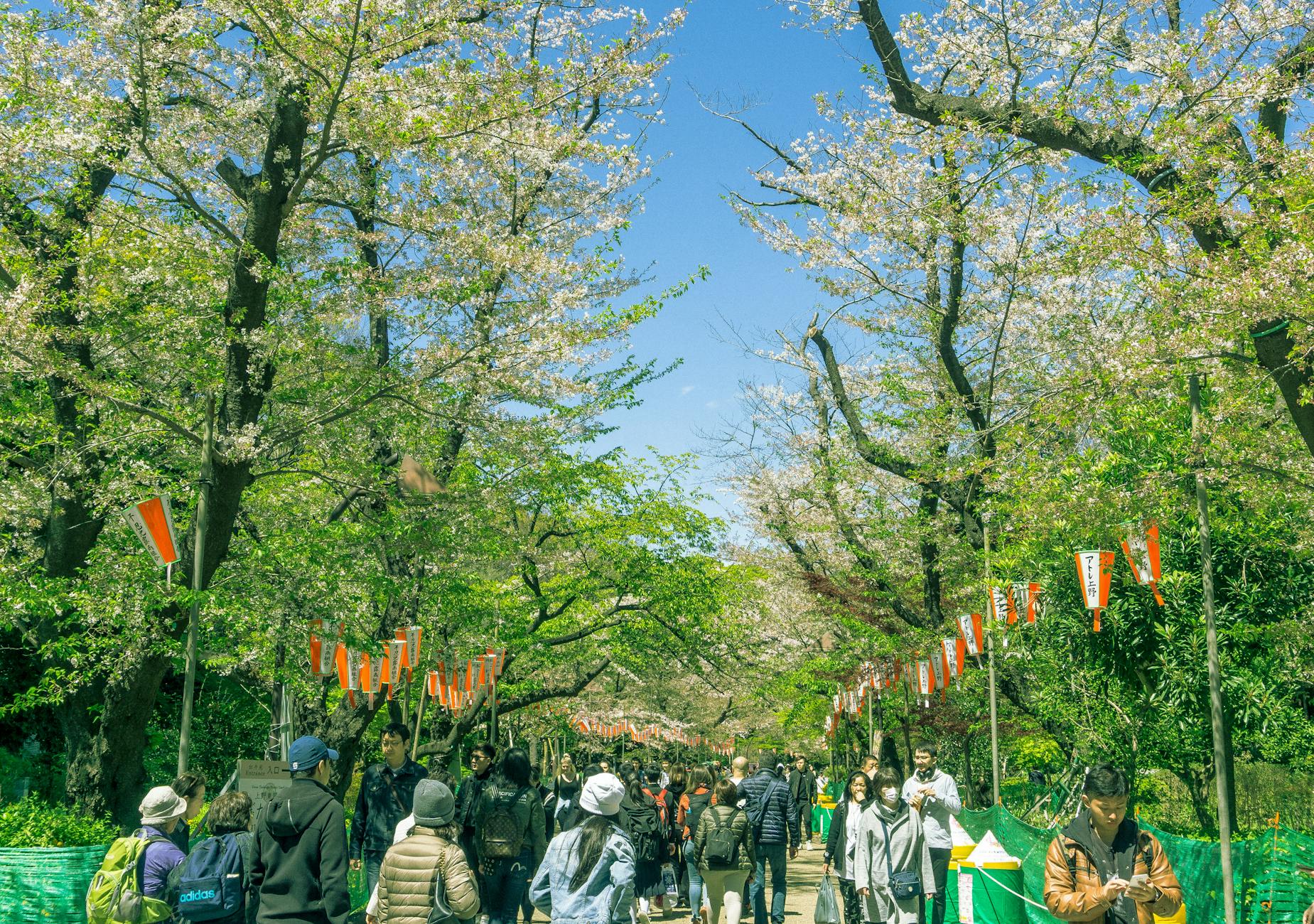 中目黒エリアの桜まつり2026｜開催される4つのイベント全体像